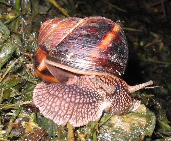 Helix straminea Briganti,1825